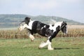 Gorgeous irish cob with long mane jumping