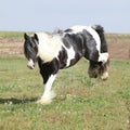 Gorgeous irish cob with long mane jumping