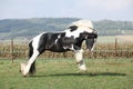 Gorgeous irish cob with long mane jumping