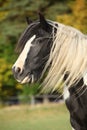 Gorgeous irish cob with long mane