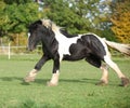 Gorgeous irish cob running on pasturage