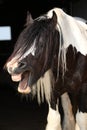 Gorgeous irish cob stallion on black background