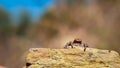 A cute jumping spider looking at the camera hiding from the stone