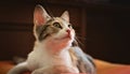 Gorgeous kitten looking up with curiosity. Studio shot, close up