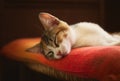 Gorgeous kitten sleeping on an orange pillow. Studio shot, close up