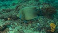 Gorgeous koran angelfish swimming along coral reef in watamu marine park, kenya Royalty Free Stock Photo