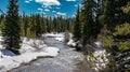 Gorgeous landscape of a icy, snowy cold stream surrounded by evergreen pine trees in Yellowstone National Park.