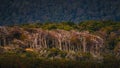 Gorgeous landscape of Patagonia`s Tierra del Fuego National Park Royalty Free Stock Photo