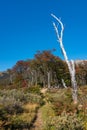 Gorgeous landscape of Patagonia`s Tierra del Fuego National Park Royalty Free Stock Photo