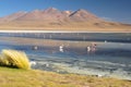 Gorgeous landscapes of Sur Lipez, South Bolivia Royalty Free Stock Photo