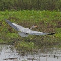 Stunning Great Blue Heron in flight over a small Florida swamp. Royalty Free Stock Photo
