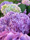 Gorgeous large hydrangea inflorescences