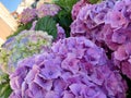 Gorgeous large hydrangea inflorescences