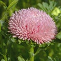 Gorgeous large pink flower Astra