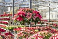 Gorgeous large red and white hanging poinsettia plant, Christmas decoration.