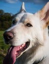 Gorgeous large white dog in a park