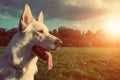 Gorgeous large white dog in a park