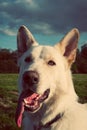 Gorgeous large white dog in a park