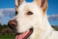 Gorgeous large white dog in a park