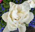 a gorgeous large white double tulip covered with raindrops on a fresh and rainy April day Royalty Free Stock Photo