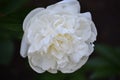 Gorgeous Large White Peony Flower Blossom Blooming Royalty Free Stock Photo