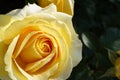 a gorgeous large yellow rose