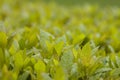 Gorgeous Leaves on a Bush Bright Green with Rain Fall Droplets on Leaf Royalty Free Stock Photo