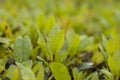 Gorgeous Leaves on a Bush Bright Green with Rain Fall Droplets on Leaf Royalty Free Stock Photo