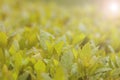 Gorgeous Leaves on a Bush Bright Green with Rain Fall Droplets on Leaf Royalty Free Stock Photo