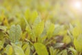 Gorgeous Leaves on a Bush Bright Green with Rain Fall Droplets on Leaf Royalty Free Stock Photo