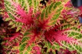 Gorgeous leaves of colorful Coleus plant