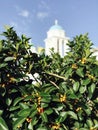 A gorgeous lemon tree in front of an Orthodox Church in Paros, Greece Royalty Free Stock Photo