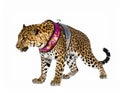 Gorgeous Leopard Posing With Glittering Colorful Harness on White Background in Studio Royalty Free Stock Photo