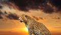 leopard on the sky background Royalty Free Stock Photo