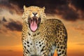 Roaring leopard on the sky background Royalty Free Stock Photo