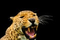 leopard isolated on the black background