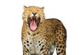 Roaring leopard isolated on a white background