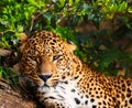 Gorgeous leopardess