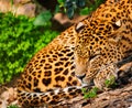 Gorgeous leopardess