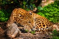 Gorgeous leopardess Royalty Free Stock Photo