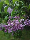 The gorgeous lilac opens its buds in the warm summer rain.