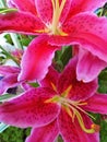Gorgeous lilies bloom in summer Royalty Free Stock Photo
