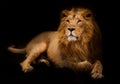 Gorgeous lion aristocrat in the night. powerful male lion with a chic mane impressively lies