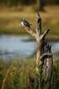 African Pied Kingfisher perched ready for action