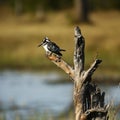 African Pied Kingfisher perched ready for action