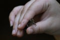 Gorgeous little frog with black speckles on her body being held for a picture