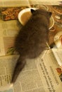 Tiny weeny Fox cub feeding in a rescue after losing Mum Royalty Free Stock Photo