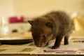 Tiny weeny Fox cub feeding in a rescue after losing Mum