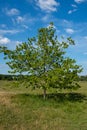 A gorgeous little tree full of bright green leaves, Alexandra park