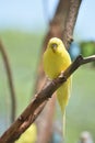 Gorgeous Little Yellow Parakeet Living in the Wild